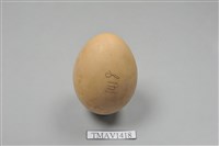 藏品(日本綠雉卵)的圖片